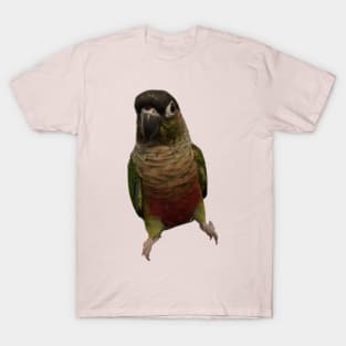 Green Cheek Conure Parrot Bird design, Love for birds T-Shirt